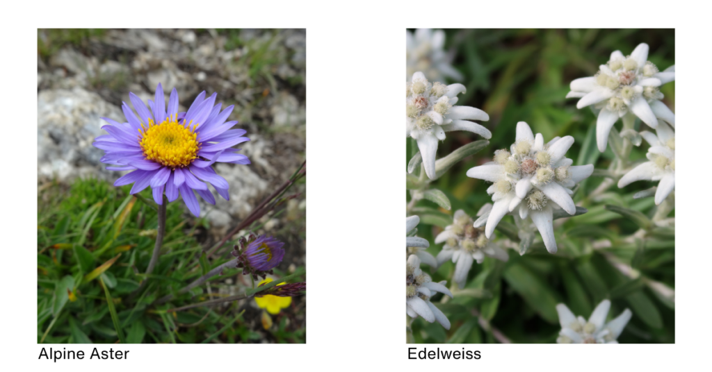 Alpine Aster and Edelweiss
