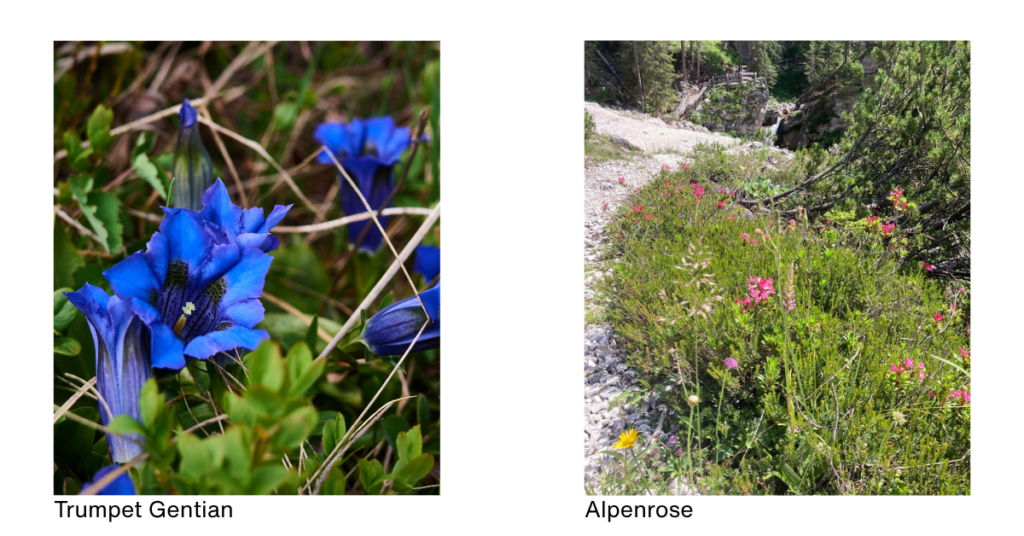 Trumpet Gentians and Alpenrose