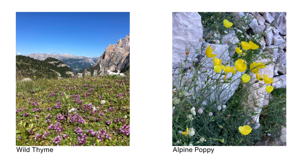 Wild Thyme and Alpine Poppy