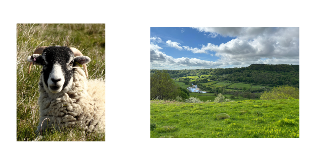 A sheep and a sunny view from the James Herriot Way. 